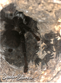 Weibchen mit Spiderlinge 1.FH