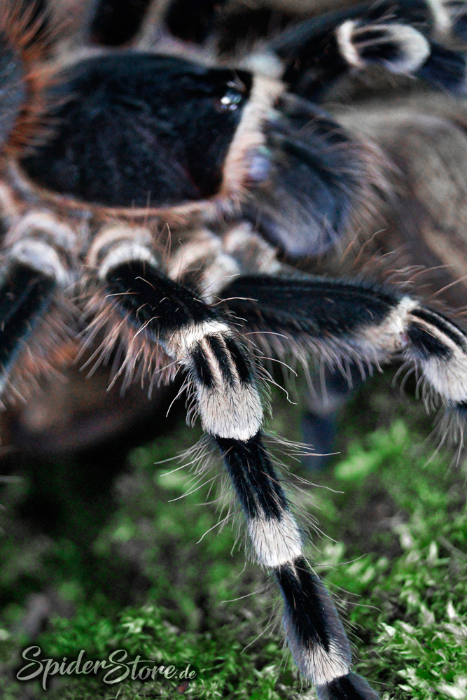Acanthoscurria geniculata