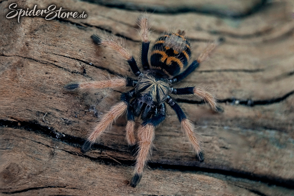 Chromatopelma cyaneopubescens