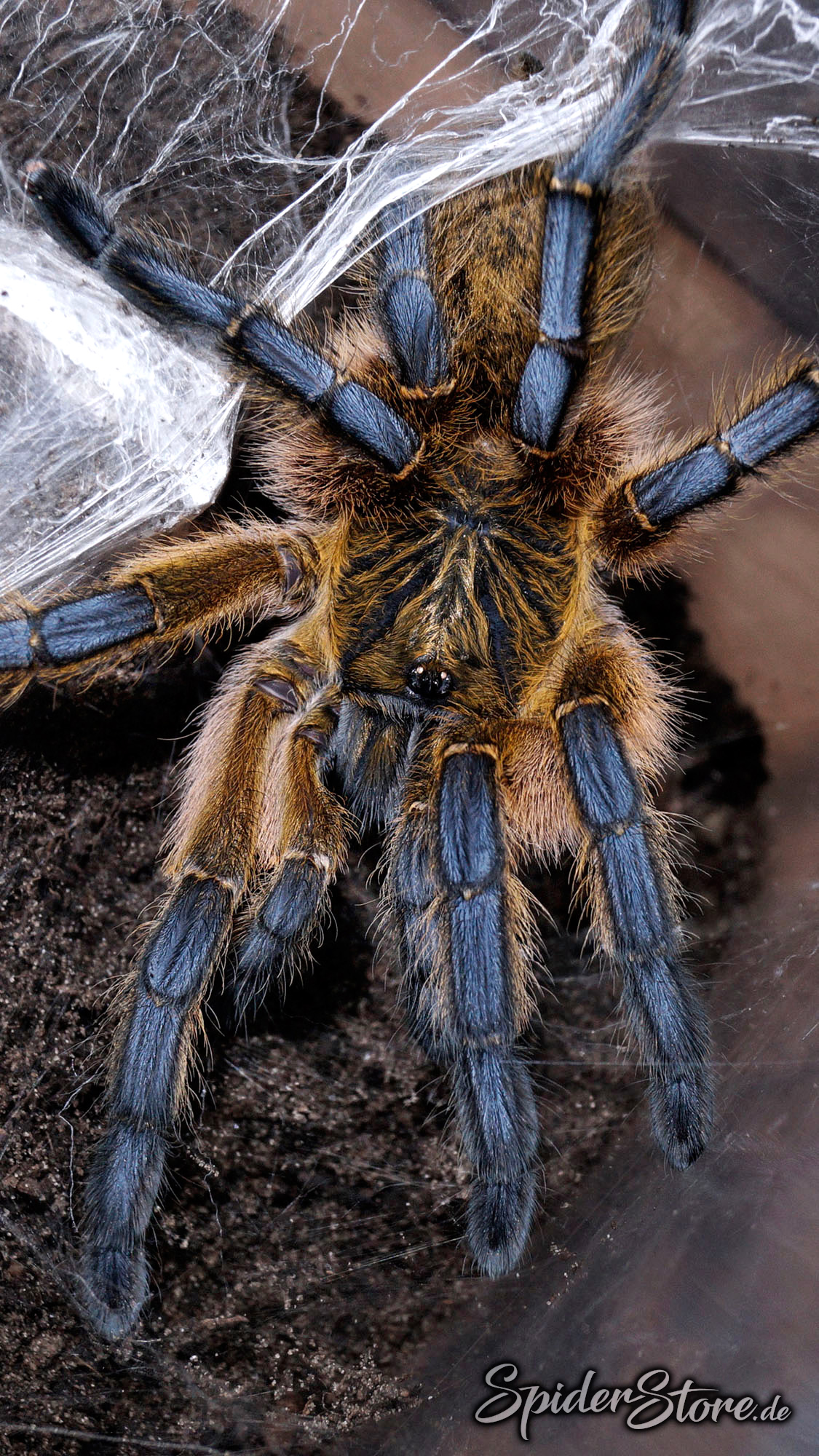 Harpactira pulchripes