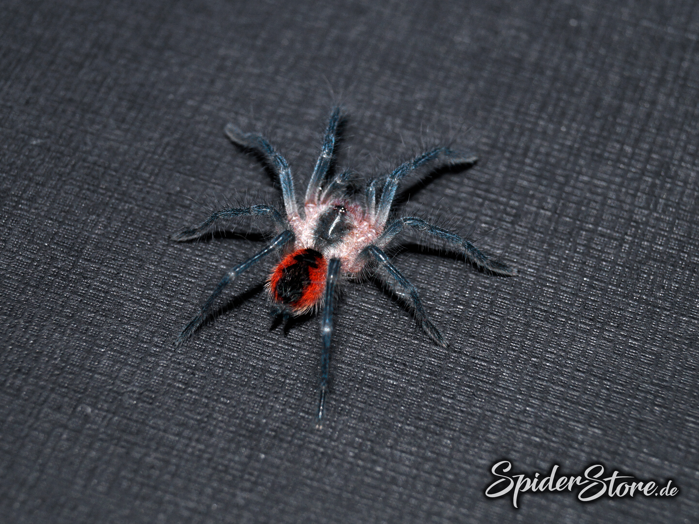 Pamphobeteus sp. cascada