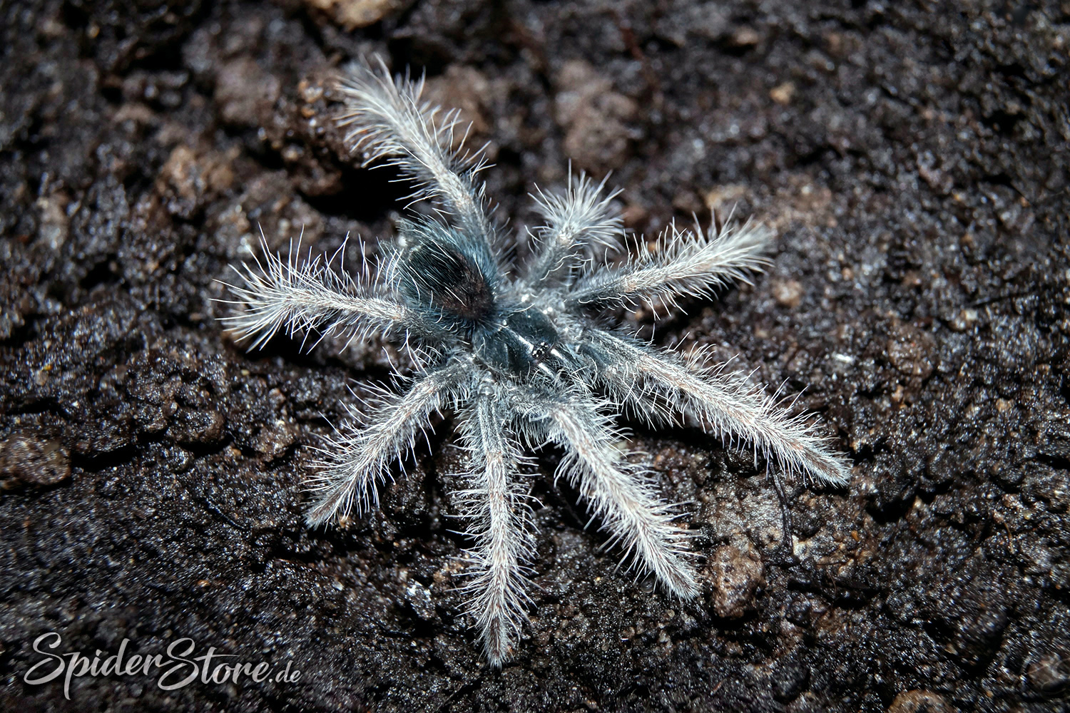 Pamphobeteus. sp. solaris