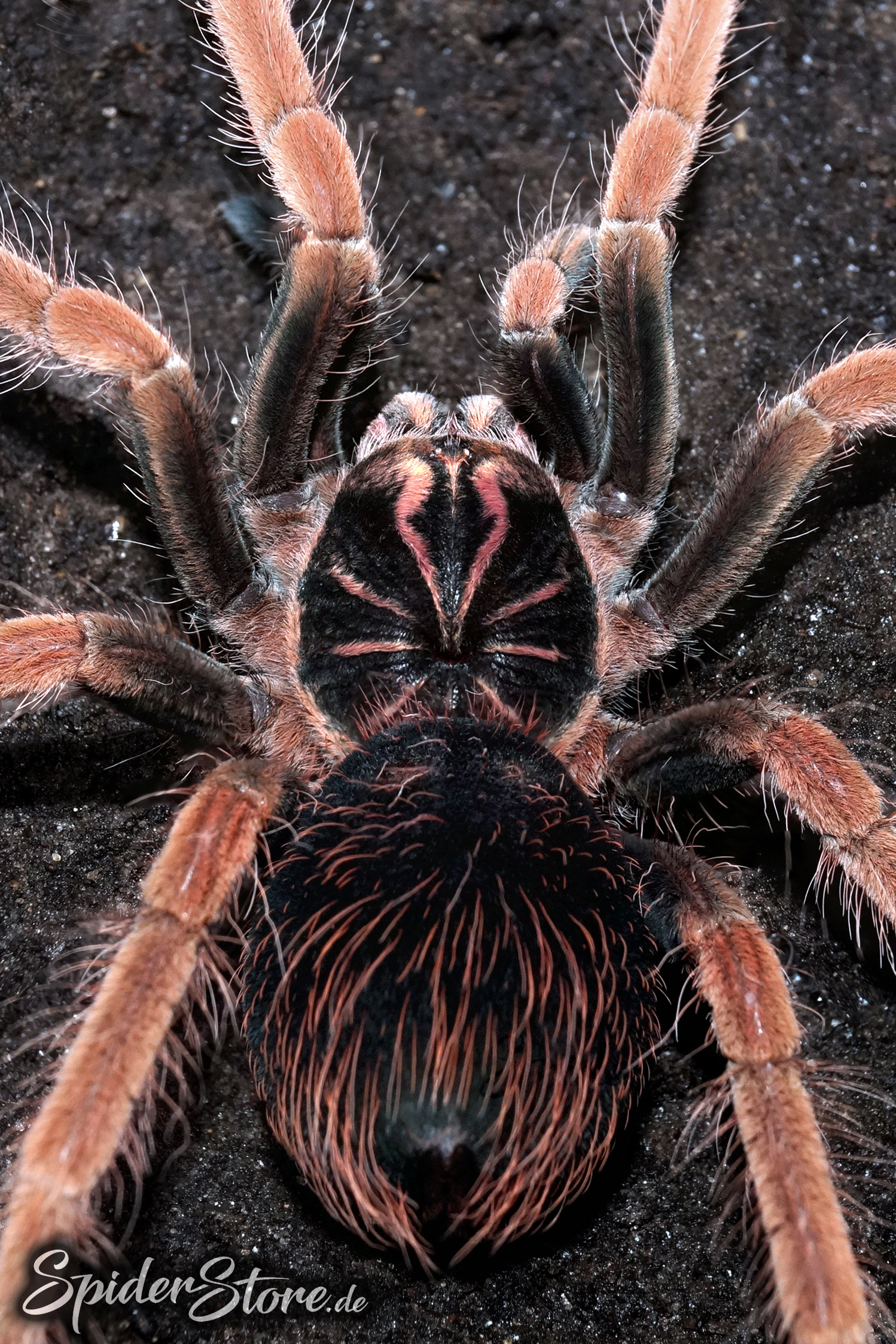 Pamphobeteus. sp. solaris