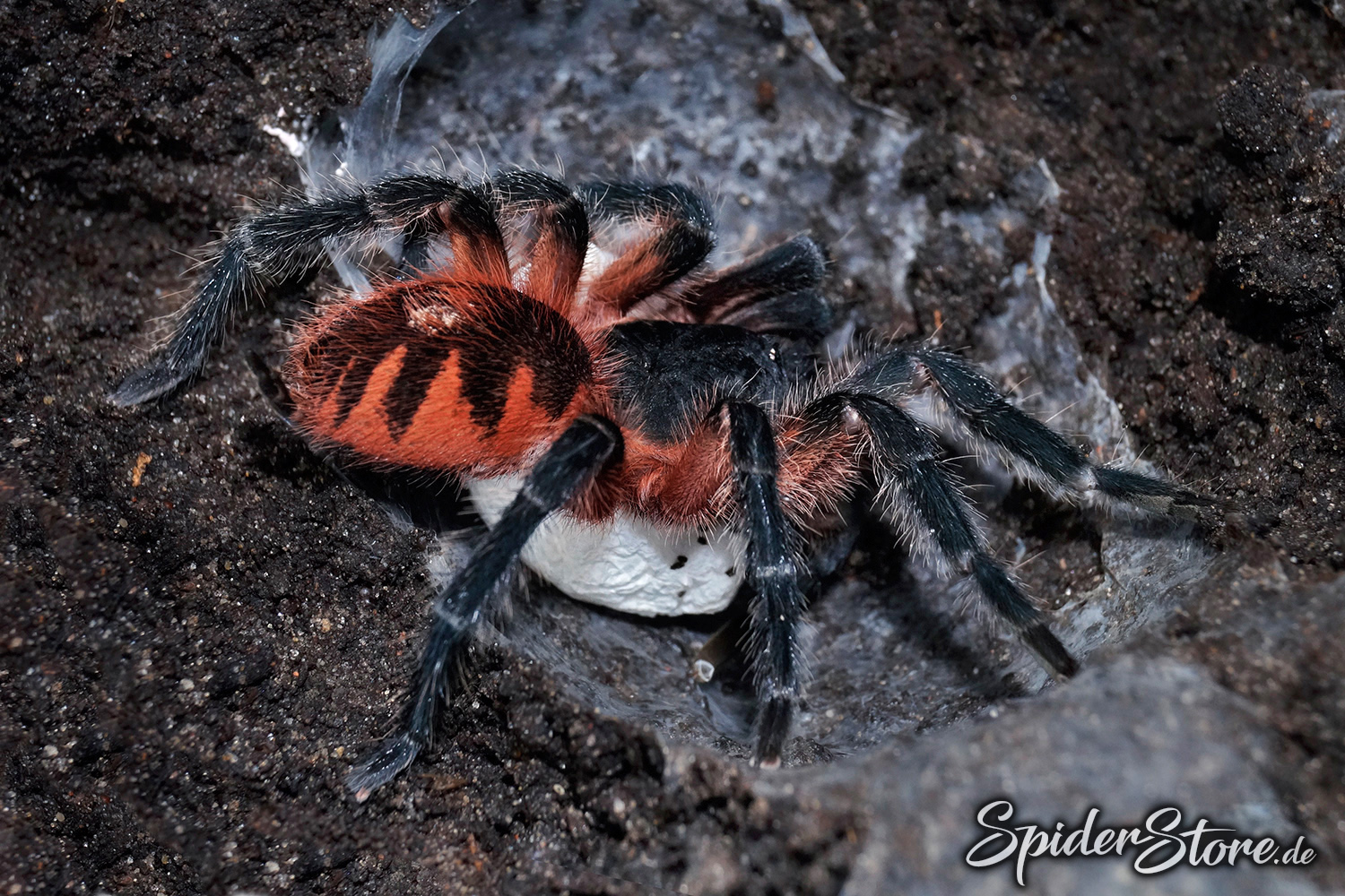 Theraphosinae sp. panama