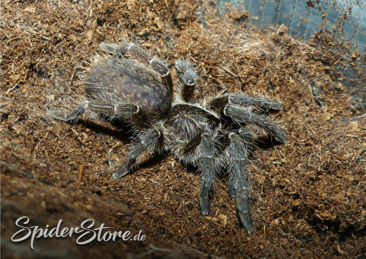 Ceratogyrus meridionalis
