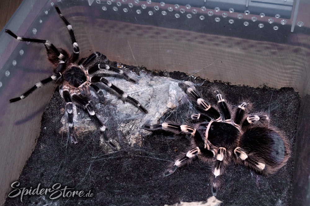 Acanthoscurria geniculata