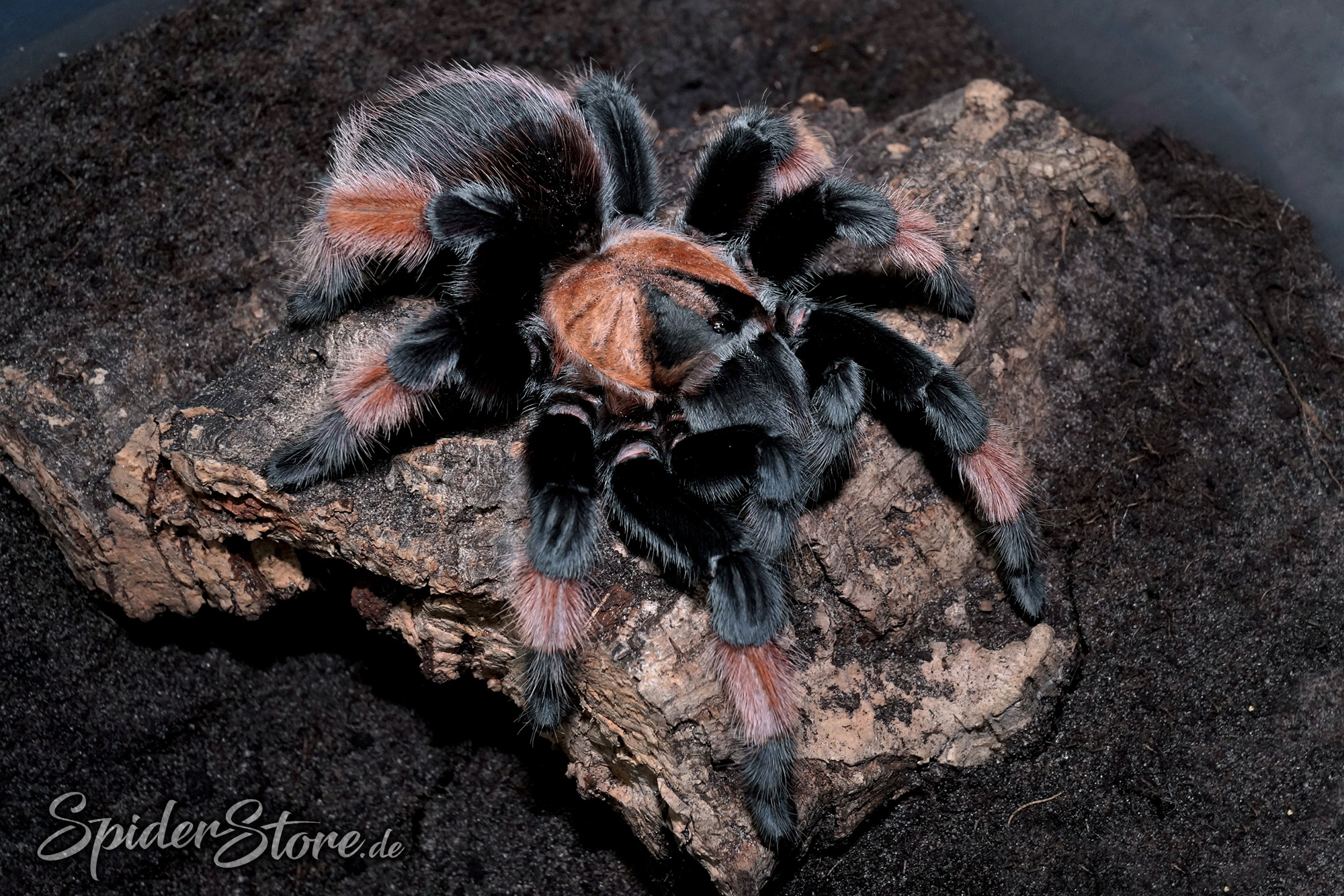 Brachypelma emilia