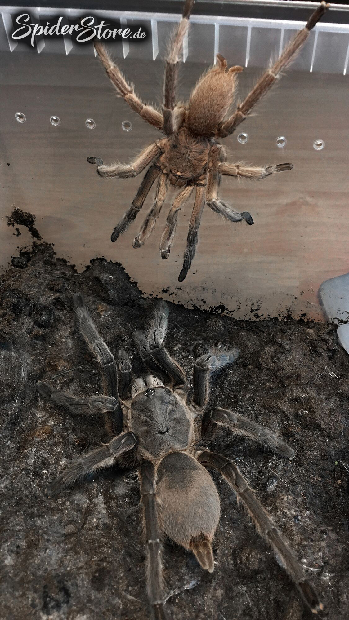 Chilobrachys andersoni