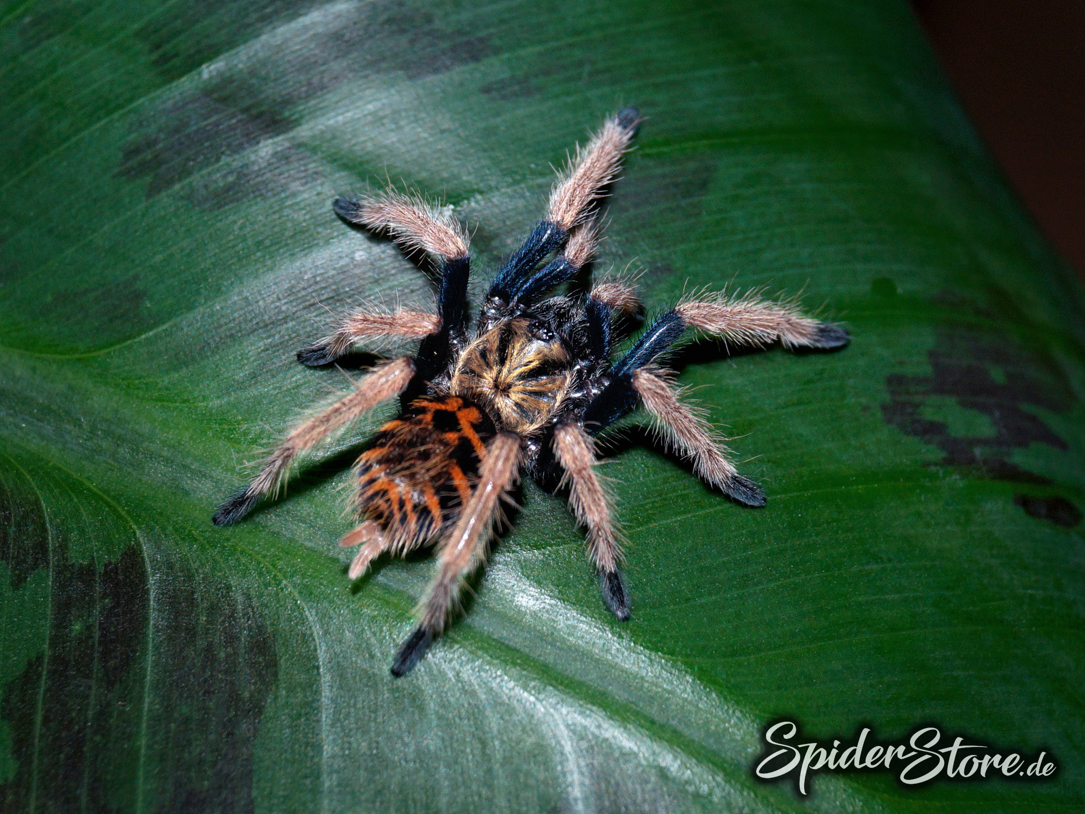 Chromatopelma cyaneopubescens