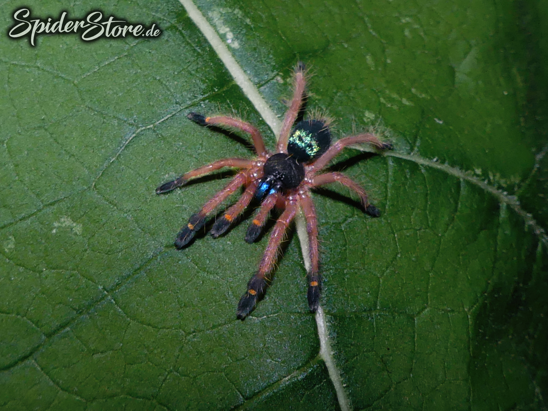 Ephebopus cyanognathus