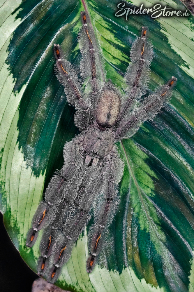 Psalmopoeus irminia