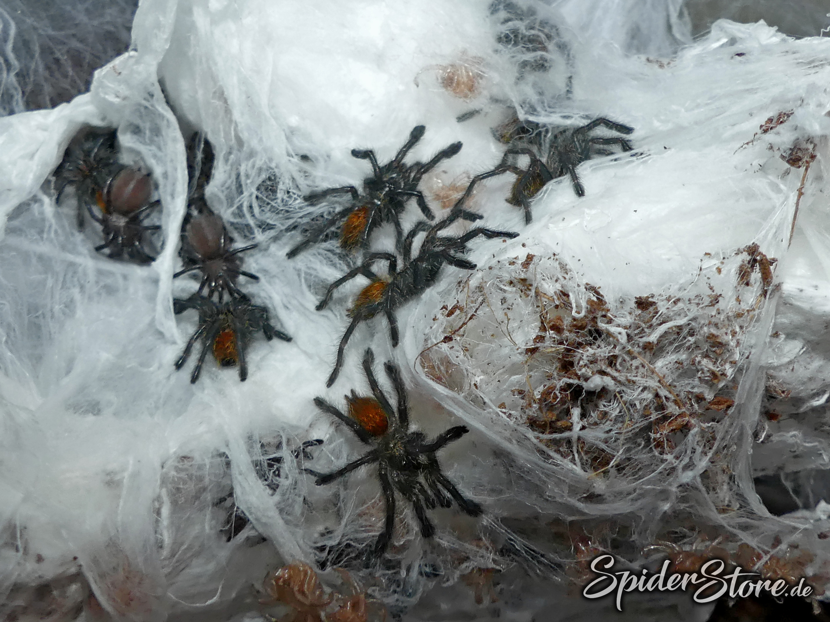 Pterinochilus murinus rcf