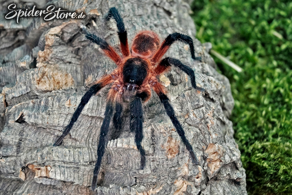 Theraphosinae sp. panama